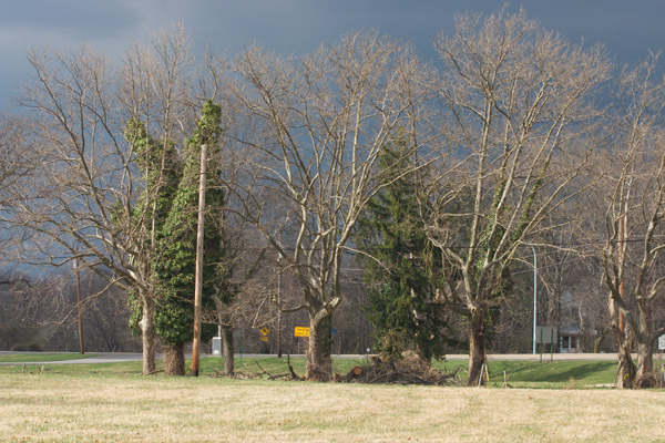 Trees highlit upon a backdrop of dark storm clouds