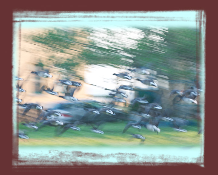 blurred shot of Canadian Geese taking off in flight