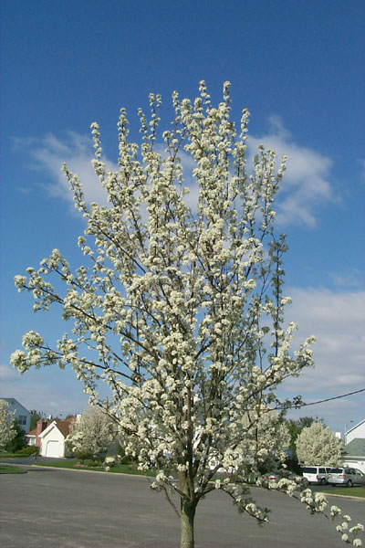 The tree in our front yard in full bloom
