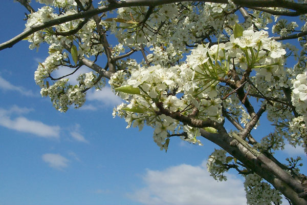 Closer look at the blossoms with a beautiful blue sky
