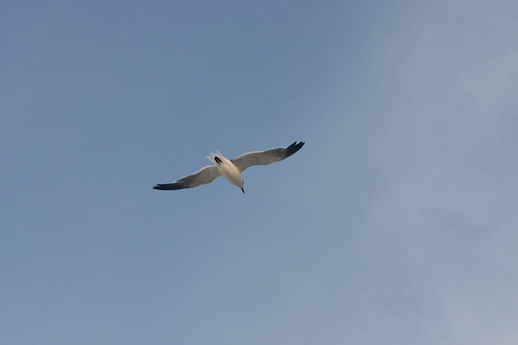 [ A seagull against a blue sky ]