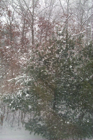 [ view of the woods out back, to the left ]