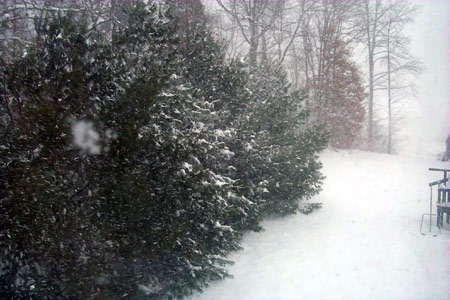 [ view of the woods out back and the neighbors' back yard, to the right ]