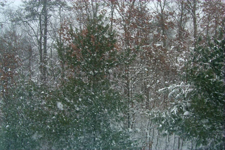 [ view straight back into the woods ]