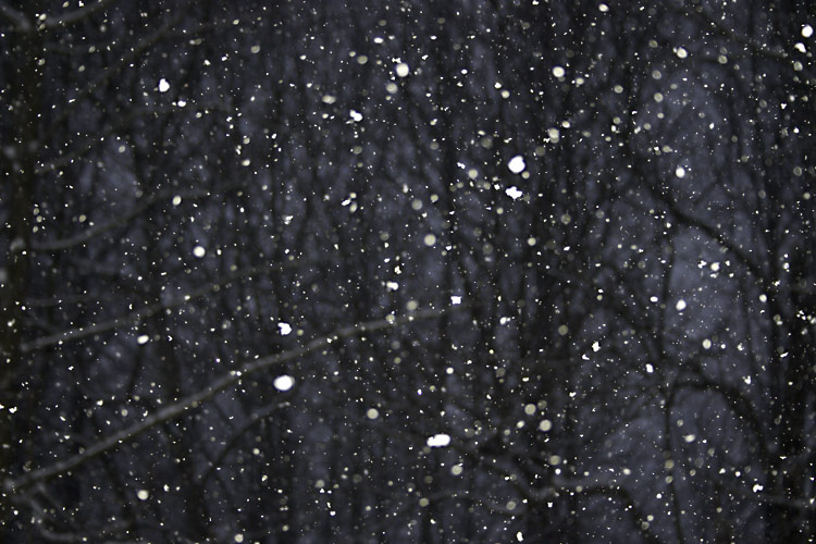 [ Snow falling in the back yard ]