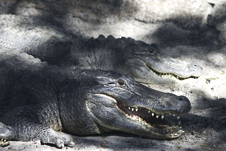 Happy smiley crocs