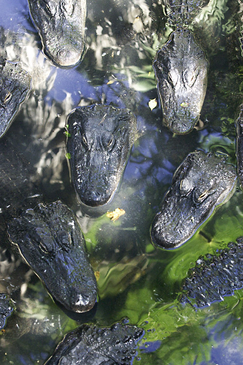 Croc heads, croc heads, roly poly croc heads