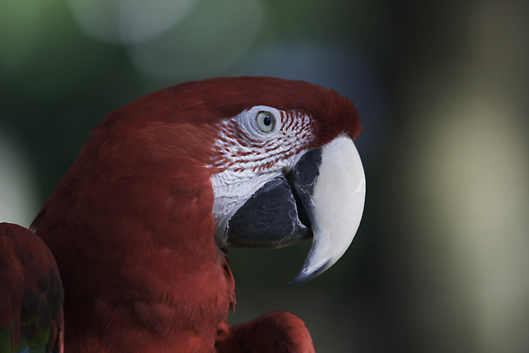 Red parrot