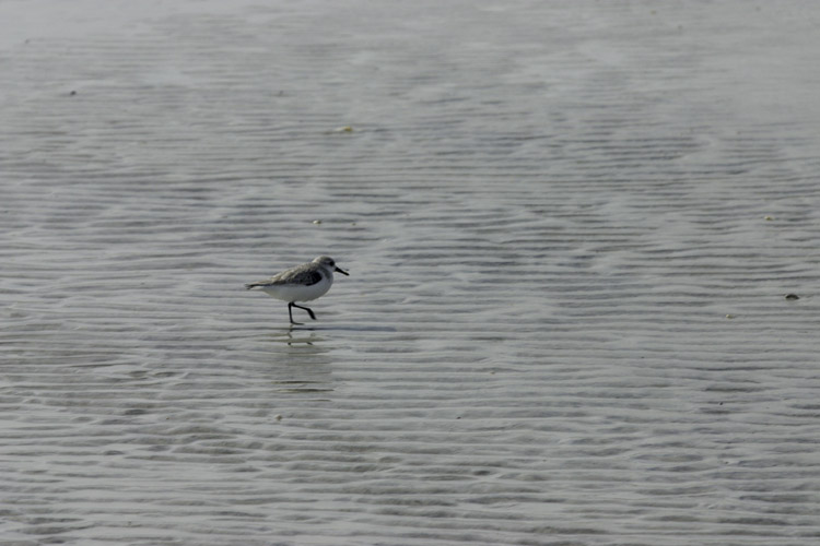 Sanderling on wet sand