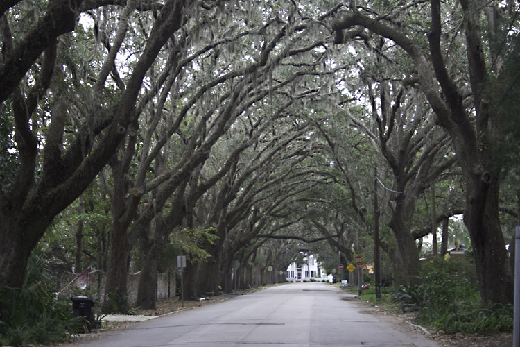 Magnolia Avenue