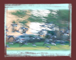 [ Canadian Geese flying away ]