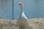 [ Duck, duck, duck, GOOSE! ]