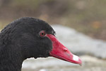 [ A swan poking its head above the parapets ]