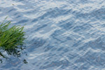 [ Reeds in the river ]