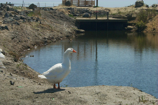 The First Goose