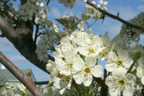 Blossoms in close focus