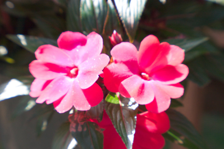 Flowers in the back yard