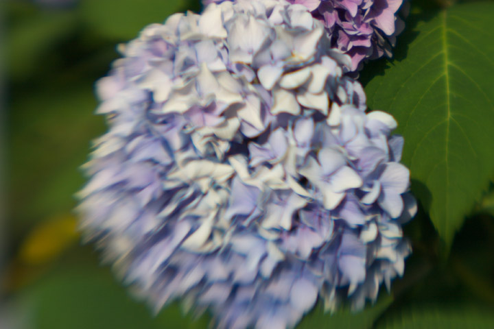 Flowers at Twin Lights