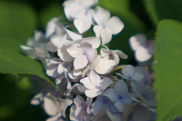 More flowers