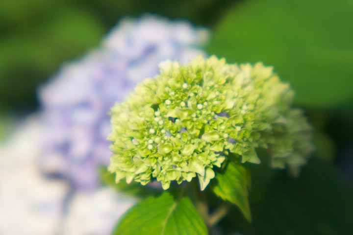 Still more flowers, these ones green