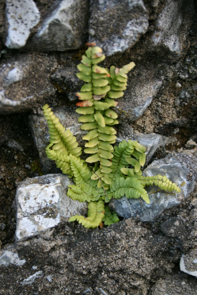 Plant growing out of a stone wall