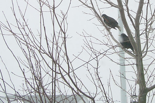 Birds on a tree right outside our door