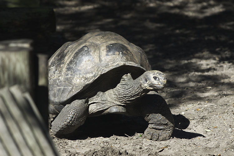 Turtle in motion
