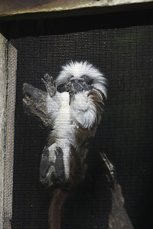 Another monkey