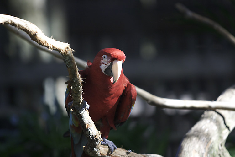 Red parrot again