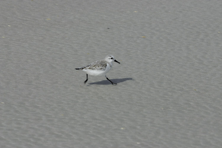 Sanderling on dry sand