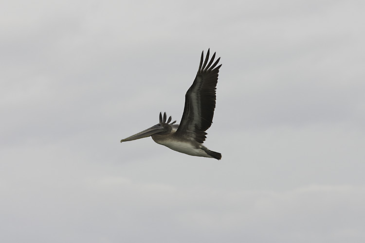 Pelican in full flight