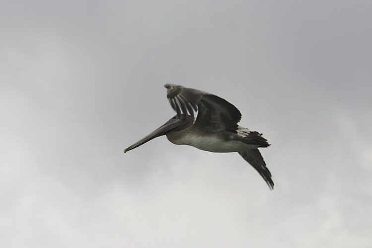 Pelican in full flight