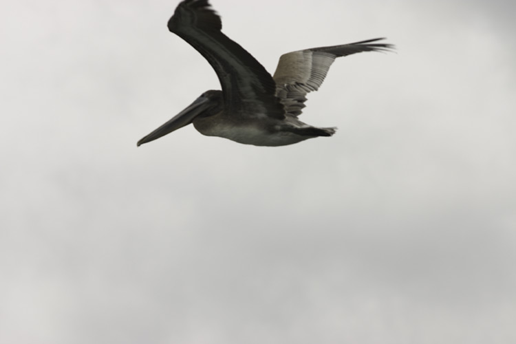 Pelican in full flight