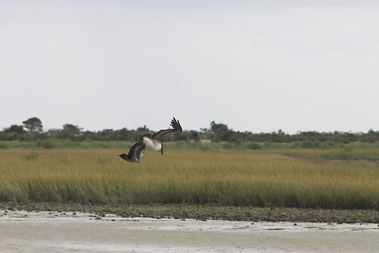 Pelican dive bombing a fish