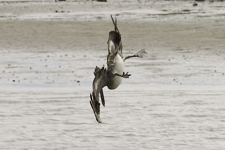 Pelican in mid dive