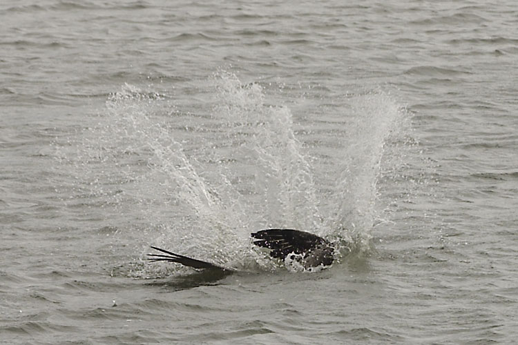 Pelican hits the water