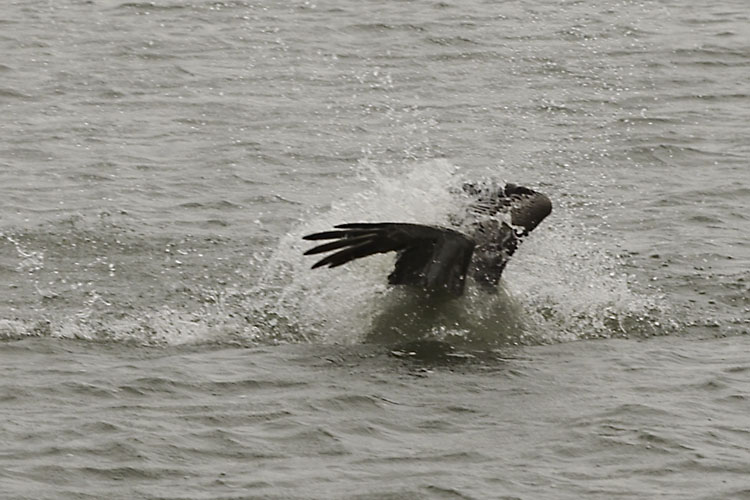 The pelican still in the water