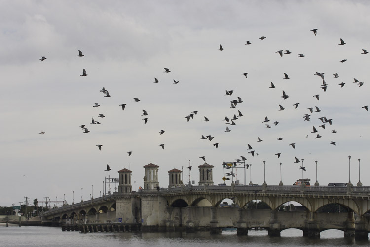 Birds over the bridge