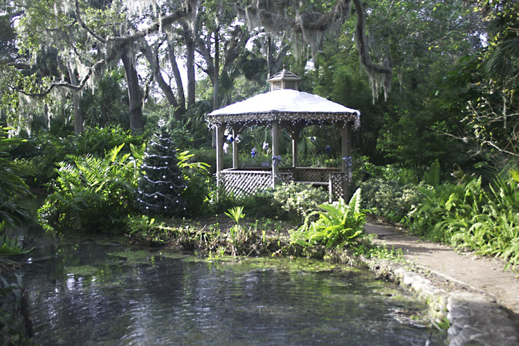 Christmas tree amongst the palms